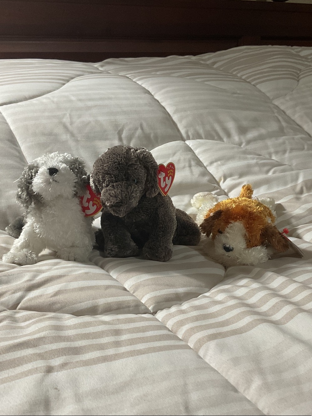 Ty Plush Puppy Trio - White, Brown, Orange 2001